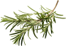 food-image-rosemary-opt food-image-rosemary-opt